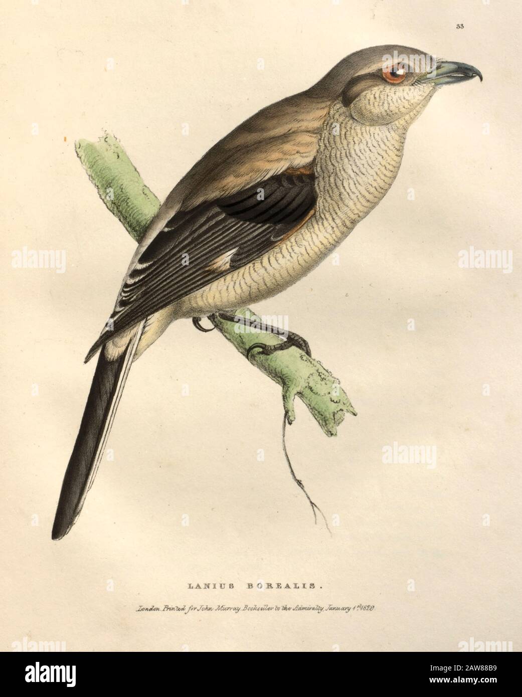 Northern shrike (Lanius borealis) songbird color plate of North American birds from Fauna boreali-americana; or, The zoology of the northern parts of British America, containing descriptions of the objects of natural history collected on the late northern land expeditions under command of Capt. Sir John Franklin by Richardson, John, Sir, 1787-1865 Published 1829 Stock Photo