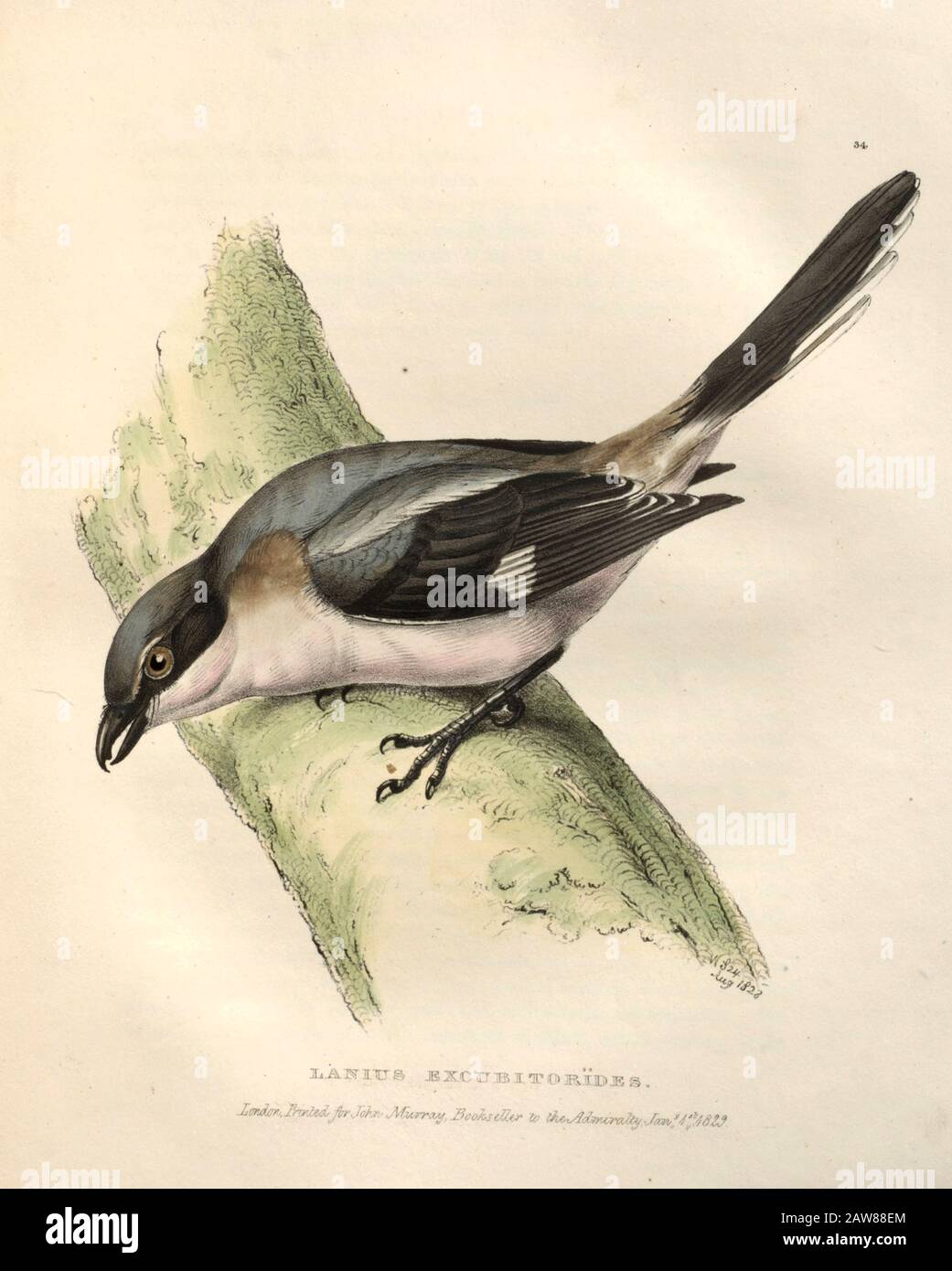 great grey shrike (Lanius excubitor) color plate of North American birds from Fauna boreali-americana; or, The zoology of the northern parts of British America, containing descriptions of the objects of natural history collected on the late northern land expeditions under command of Capt. Sir John Franklin by Richardson, John, Sir, 1787-1865 Published 1829 Stock Photo