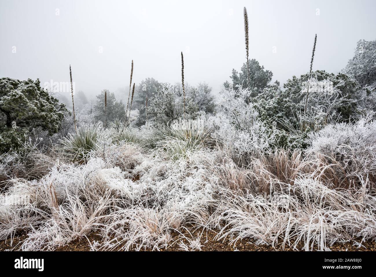 Sotol plants and grass covered with frozen fog aka atmospheric icing in winter, Chihuahuan Desert, Big Bend National Park, Texas, USA Stock Photo