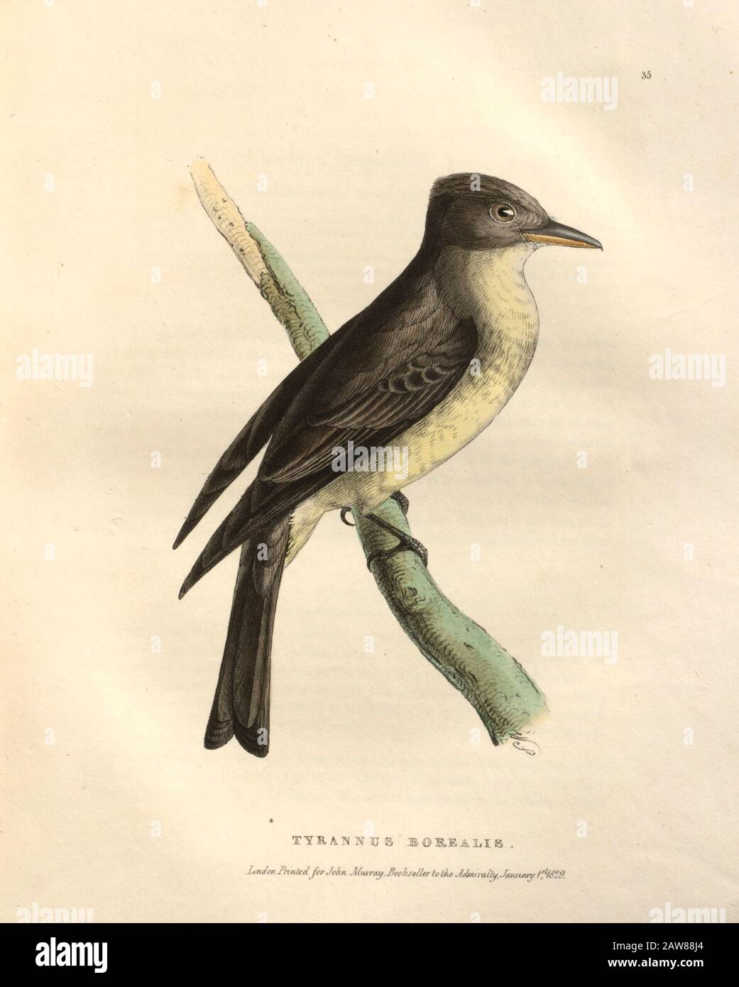 Tyrannus borealis (Northern Tyrant),  color plate of North American birds from Fauna boreali-americana; or, The zoology of the northern parts of British America, containing descriptions of the objects of natural history collected on the late northern land expeditions under command of Capt. Sir John Franklin by Richardson, John, Sir, 1787-1865 Published 1829 Stock Photo