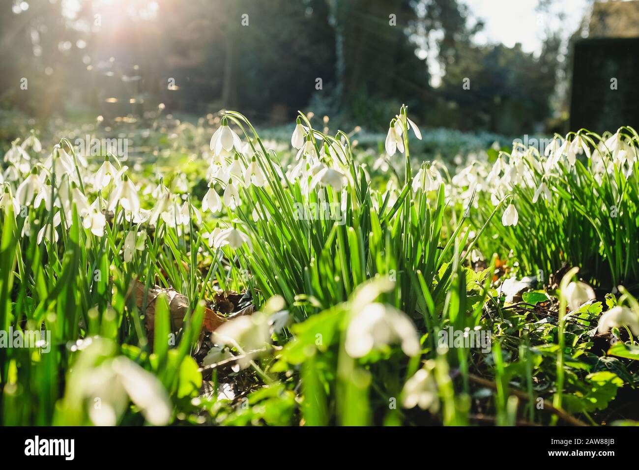 Backlit white snowdrop lowers growing outdoors in a field Stock Photo