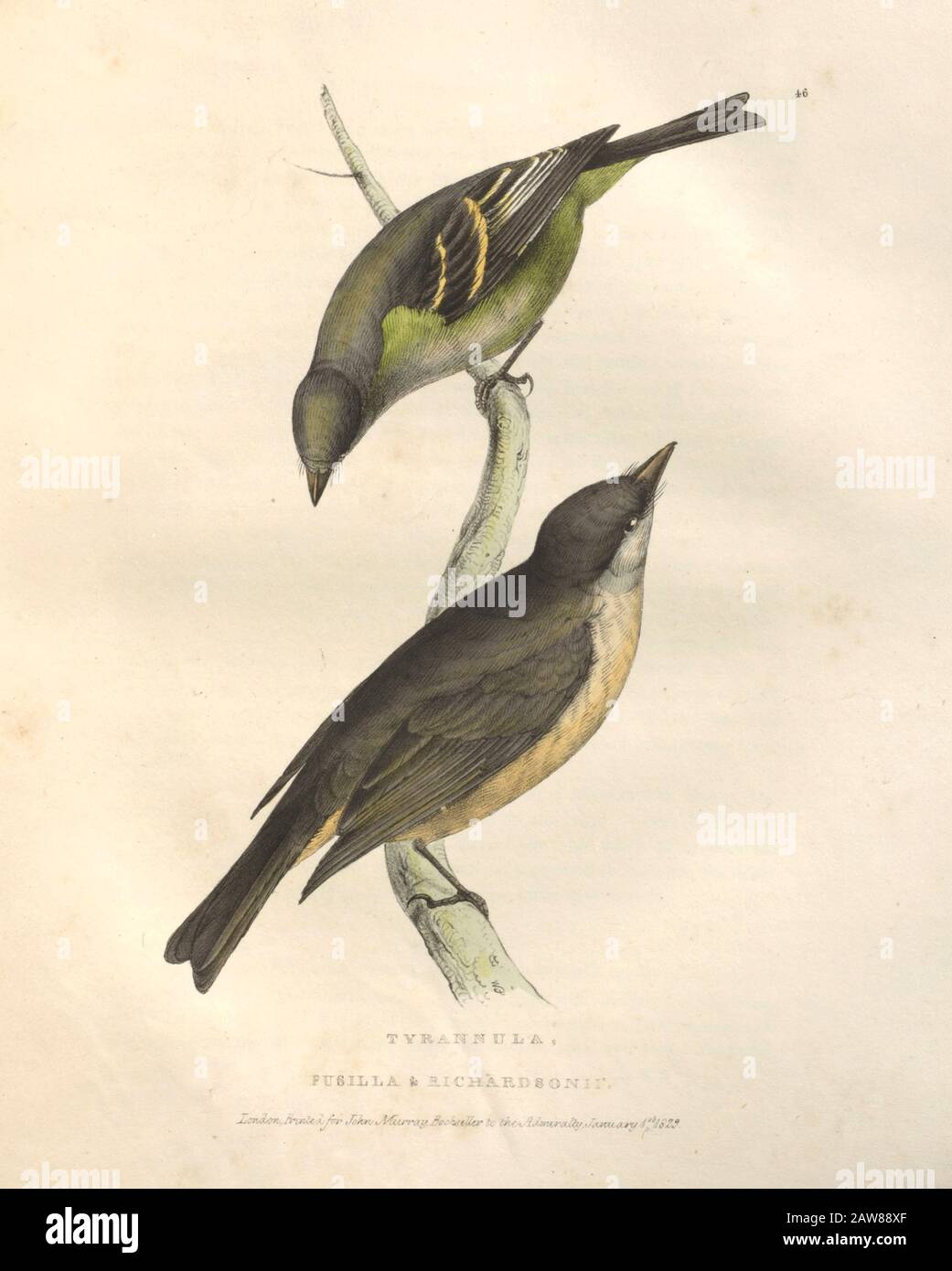 Tyrannula pusilla color plate of North American birds from Fauna boreali-americana; or, The zoology of the northern parts of British America, containing descriptions of the objects of natural history collected on the late northern land expeditions under command of Capt. Sir John Franklin by Richardson, John, Sir, 1787-1865 Published 1829 Stock Photo