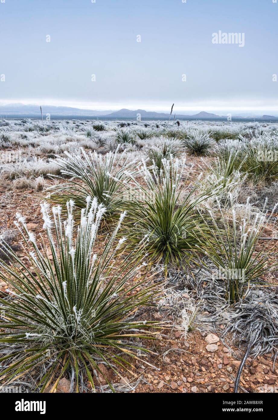 Frozen fog aka atmospheric icing on sotol plants, Chihuahuan Desert, Big Bend National Park, Texas, USA Stock Photo