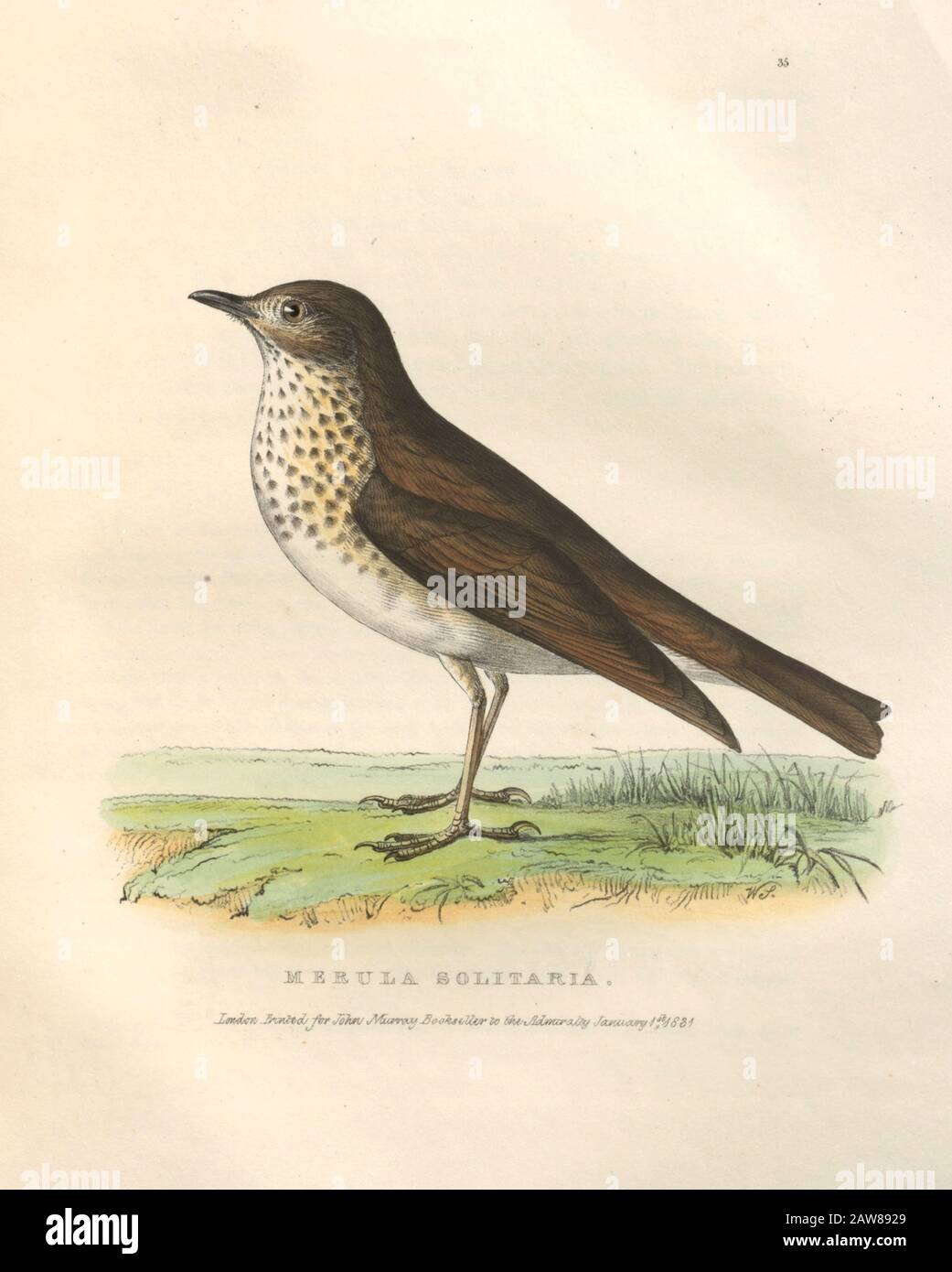 Hermit Thrush (Merula solitaria) color plate of North American birds from Fauna boreali-americana; or, The zoology of the northern parts of British America, containing descriptions of the objects of natural history collected on the late northern land expeditions under command of Capt. Sir John Franklin by Richardson, John, Sir, 1787-1865 Published 1829 Stock Photo