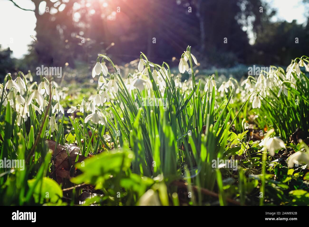 Snowdrops growing in the wild in springtime Stock Photo