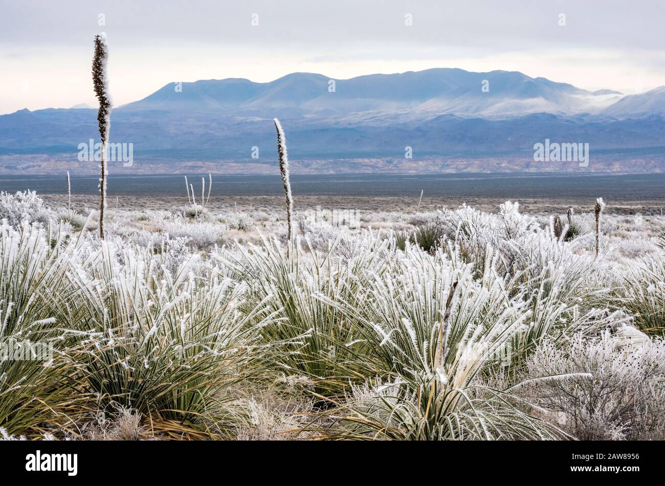 Sotol plants covered with frozen fog aka atmospheric icing in winter, Chihuahuan Desert, Big Bend National Park, Texas, USA Stock Photo