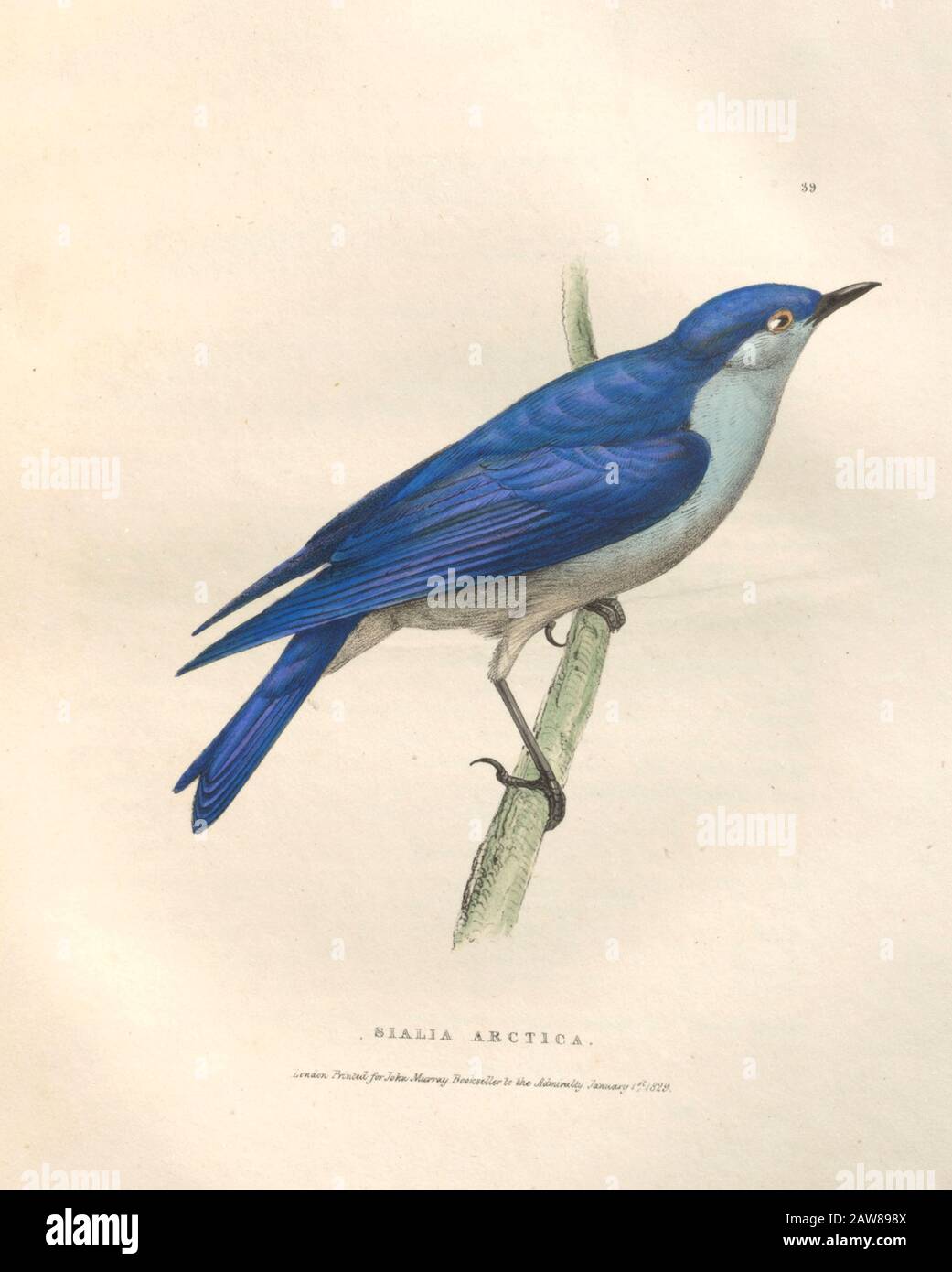 mountain bluebird (Sialia currucoides syn Sialia arctica) color plate of North American birds from Fauna boreali-americana; or, The zoology of the northern parts of British America, containing descriptions of the objects of natural history collected on the late northern land expeditions under command of Capt. Sir John Franklin by Richardson, John, Sir, 1787-1865 Published 1829 Stock Photo