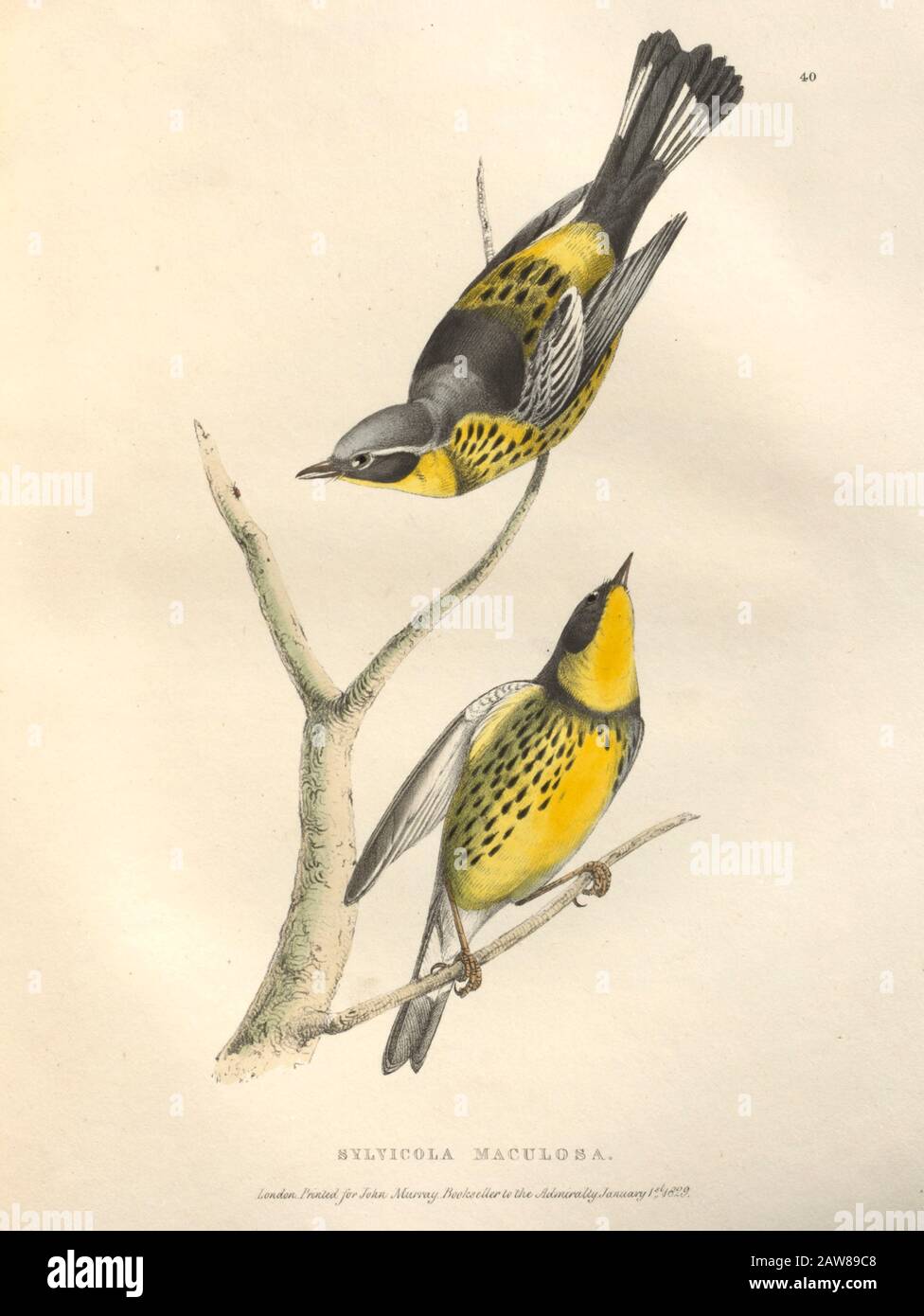 Spotted Warbler (Sylvicola maculosa) color plate of North American birds from Fauna boreali-americana; or, The zoology of the northern parts of British America, containing descriptions of the objects of natural history collected on the late northern land expeditions under command of Capt. Sir John Franklin by Richardson, John, Sir, 1787-1865 Published 1829 Stock Photo
