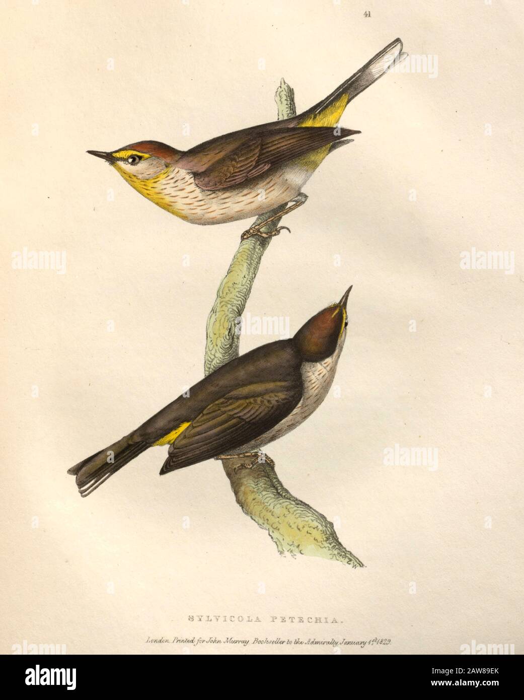 Orange-crowned Warbler (Sylvicola petechia), color plate of North American birds from Fauna boreali-americana; or, The zoology of the northern parts of British America, containing descriptions of the objects of natural history collected on the late northern land expeditions under command of Capt. Sir John Franklin by Richardson, John, Sir, 1787-1865 Published 1829 Stock Photo