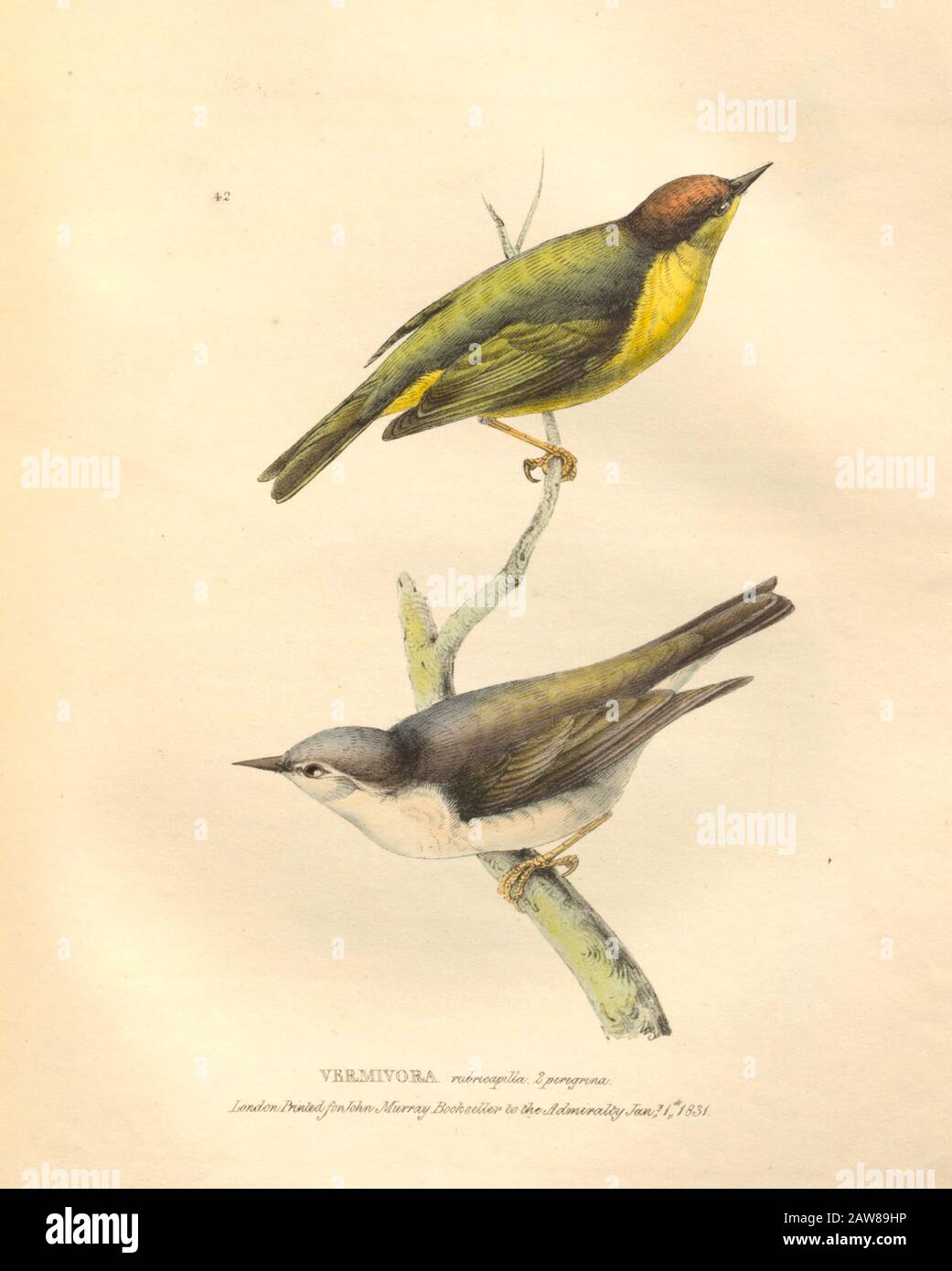 Vermivora (warblers) color plate of North American birds from Fauna boreali-americana; or, The zoology of the northern parts of British America, containing descriptions of the objects of natural history collected on the late northern land expeditions under command of Capt. Sir John Franklin by Richardson, John, Sir, 1787-1865 Published 1829 Stock Photo
