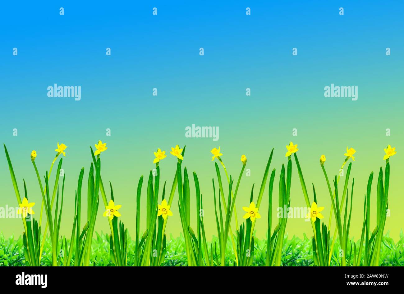 a easter wallpaper with daffodil in front of a colorful background Stock Photo
