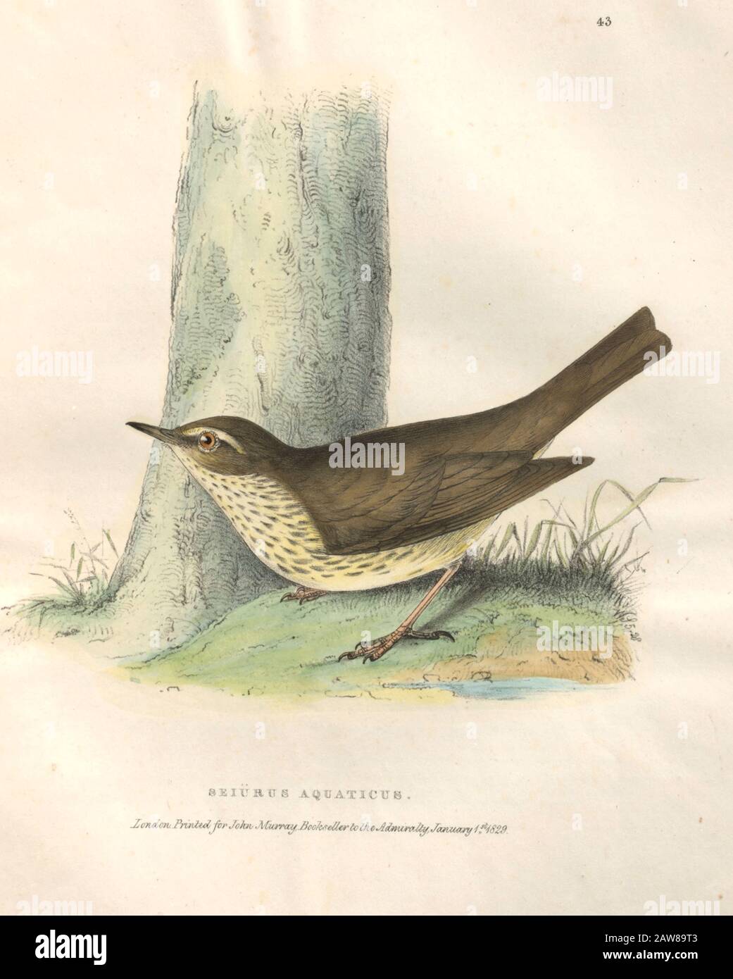 Northern Waterthrush (Seiurus aquaticus), color plate of North American birds from Fauna boreali-americana; or, The zoology of the northern parts of British America, containing descriptions of the objects of natural history collected on the late northern land expeditions under command of Capt. Sir John Franklin by Richardson, John, Sir, 1787-1865 Published 1829 Stock Photo