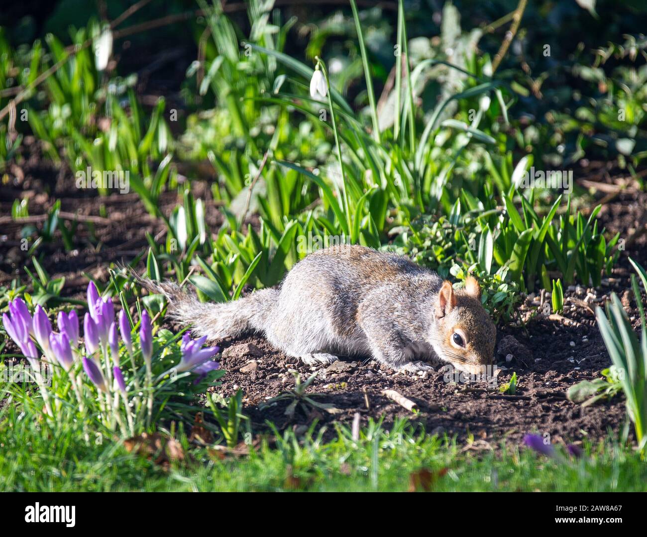 A Grey Squirrel Searching for Food in Winter Weather in a Garden in Alsager Cheshire England United Kingdom UK Stock Photo