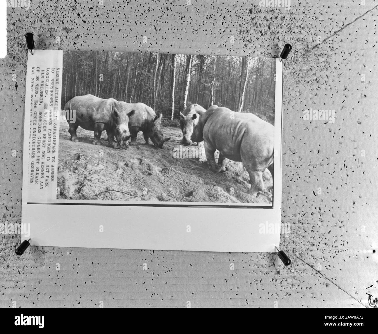 Rhinos in the safari park Burgers' Zoo in Arnhem Annotation: Repro Negative. Reorders for publication, please contact Fotoburo Peter Drent (peter@peterdrent.nl) Date: May 19, 1972 Location: Arnhem, Gelderland Keywords: zoo, rhino Stock Photo