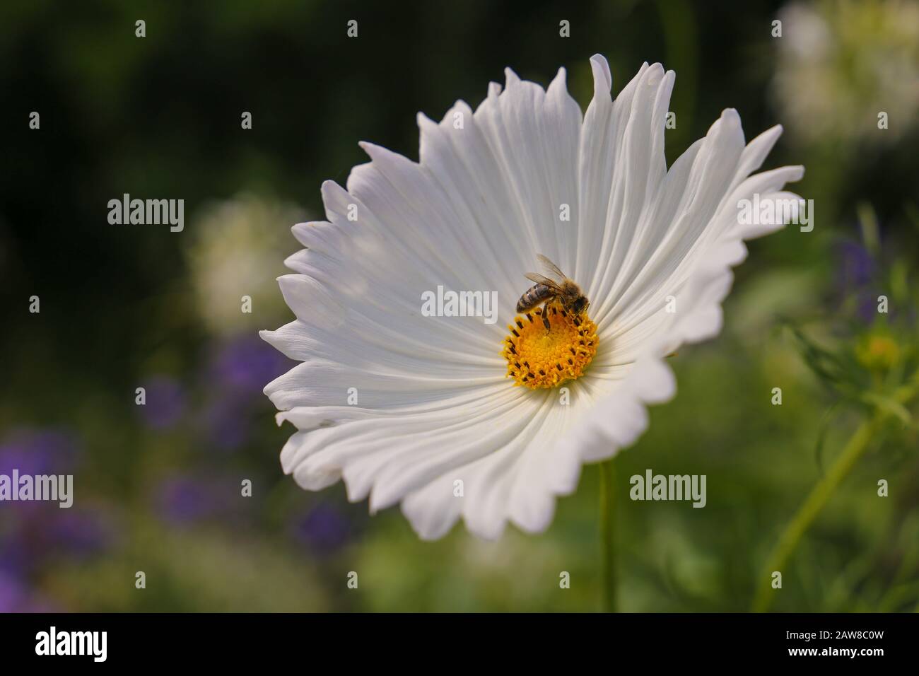 A Bee working on white cosmos flower Stock Photo
