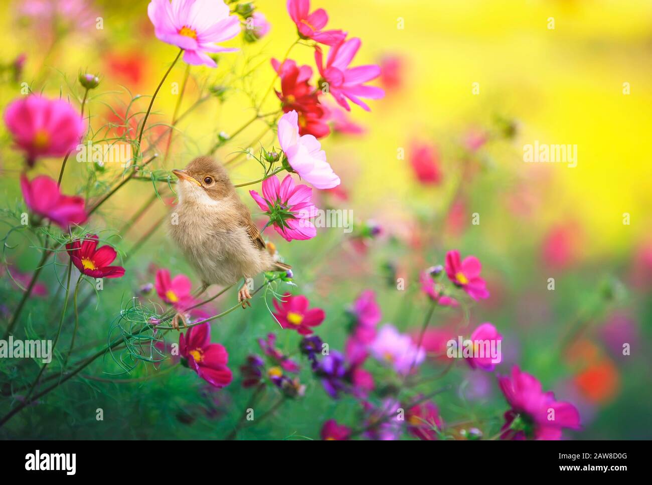 wallpaper flowers and birds