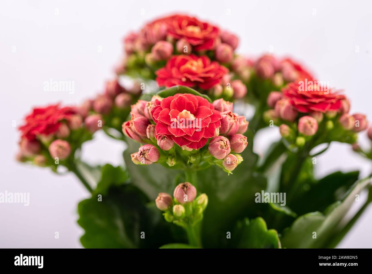 Calandiva with red flowers on a white background close up Stock Photo