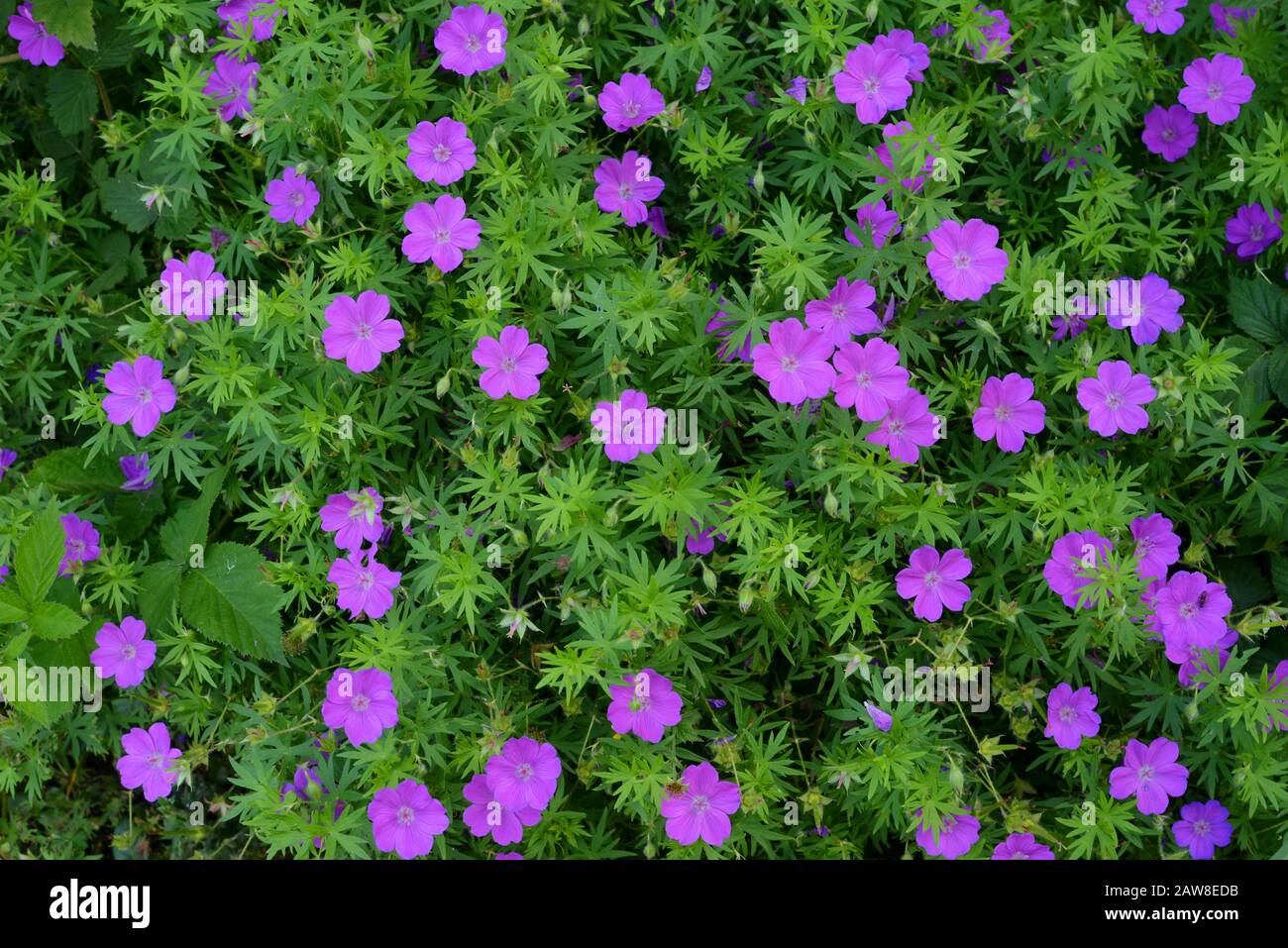 Flowers blooming carpet Stock Photo Alamy