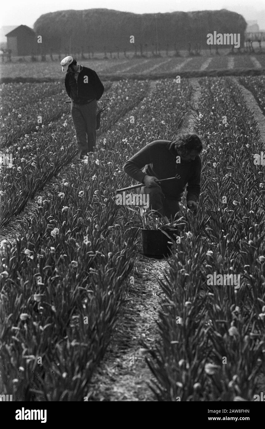 Bulb growers Black and White Stock Photos & Images Alamy