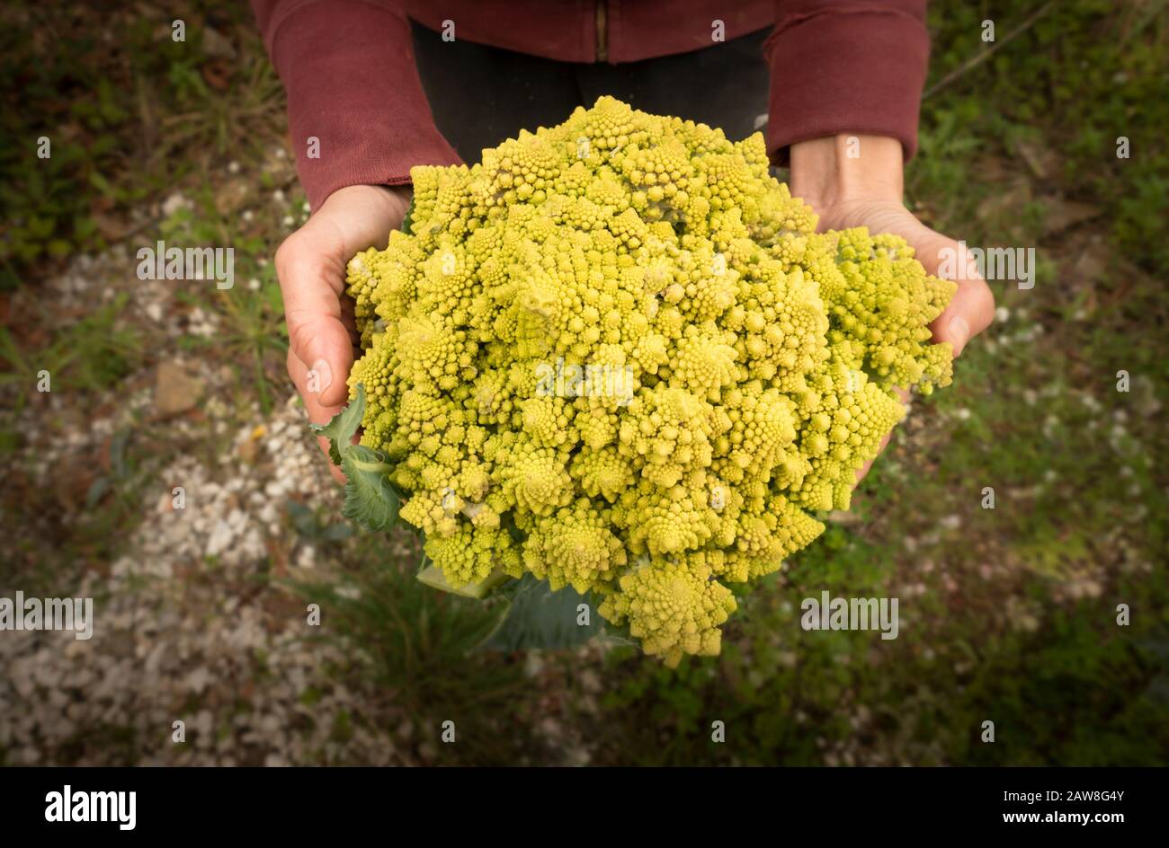 Hands holding a just harvested Romanesco broccoli, Roman broccoli. Stock Photo