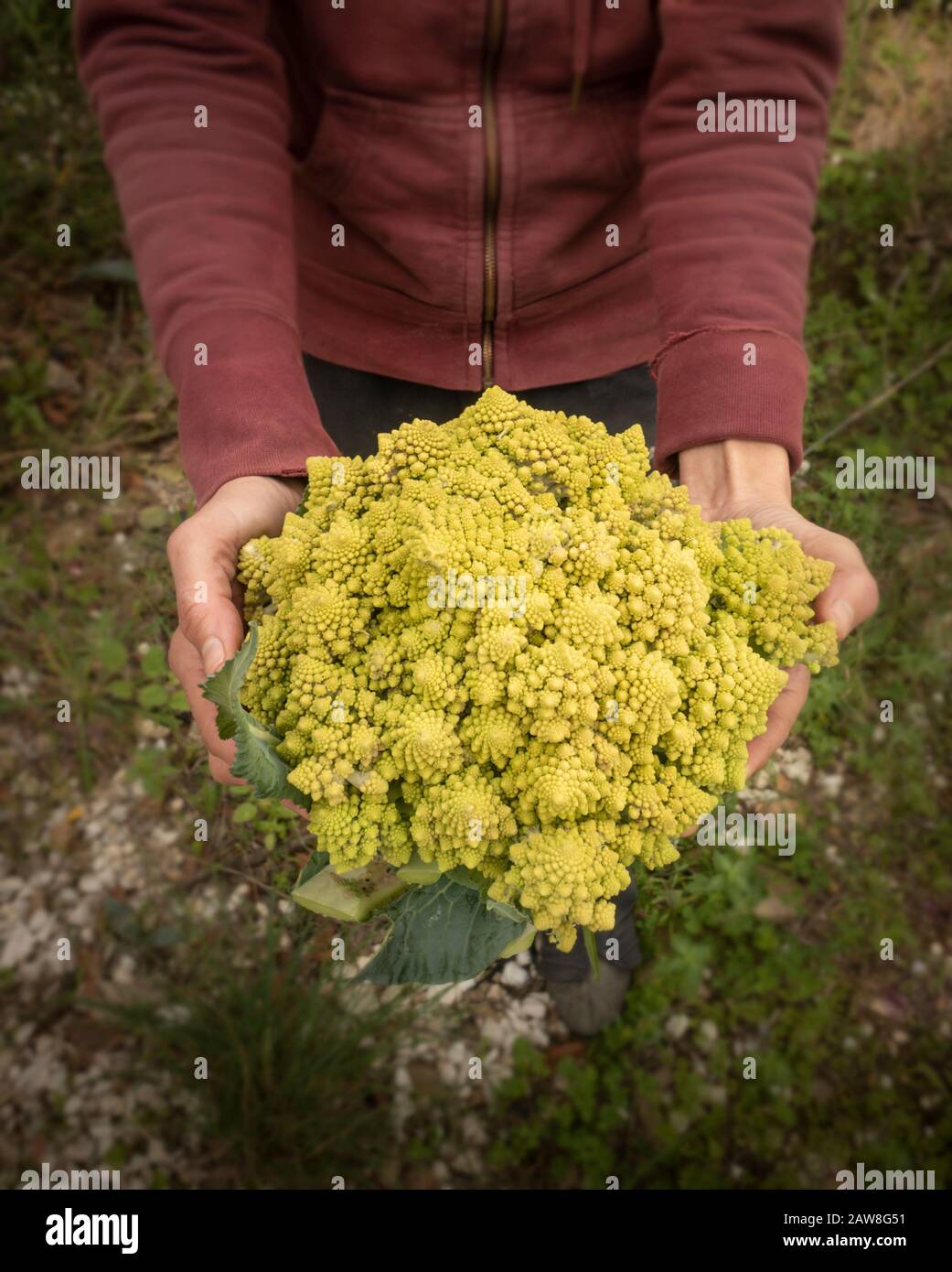 Hands holding a just harvested Romanesco broccoli, Roman broccoli. Stock Photo