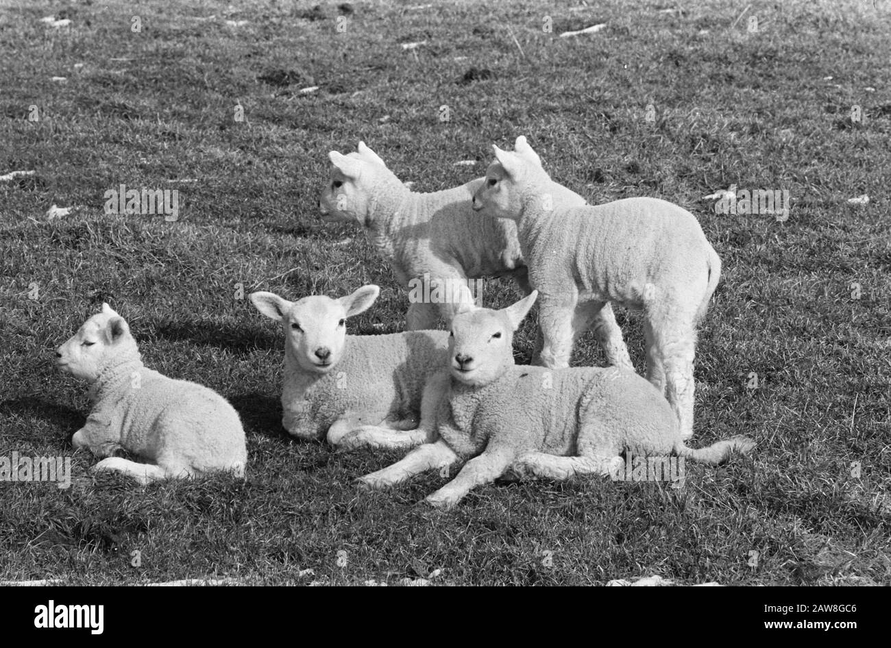 Spring. Lambs in the pasture at Abcoude Date: March 10, 1970 Location ...