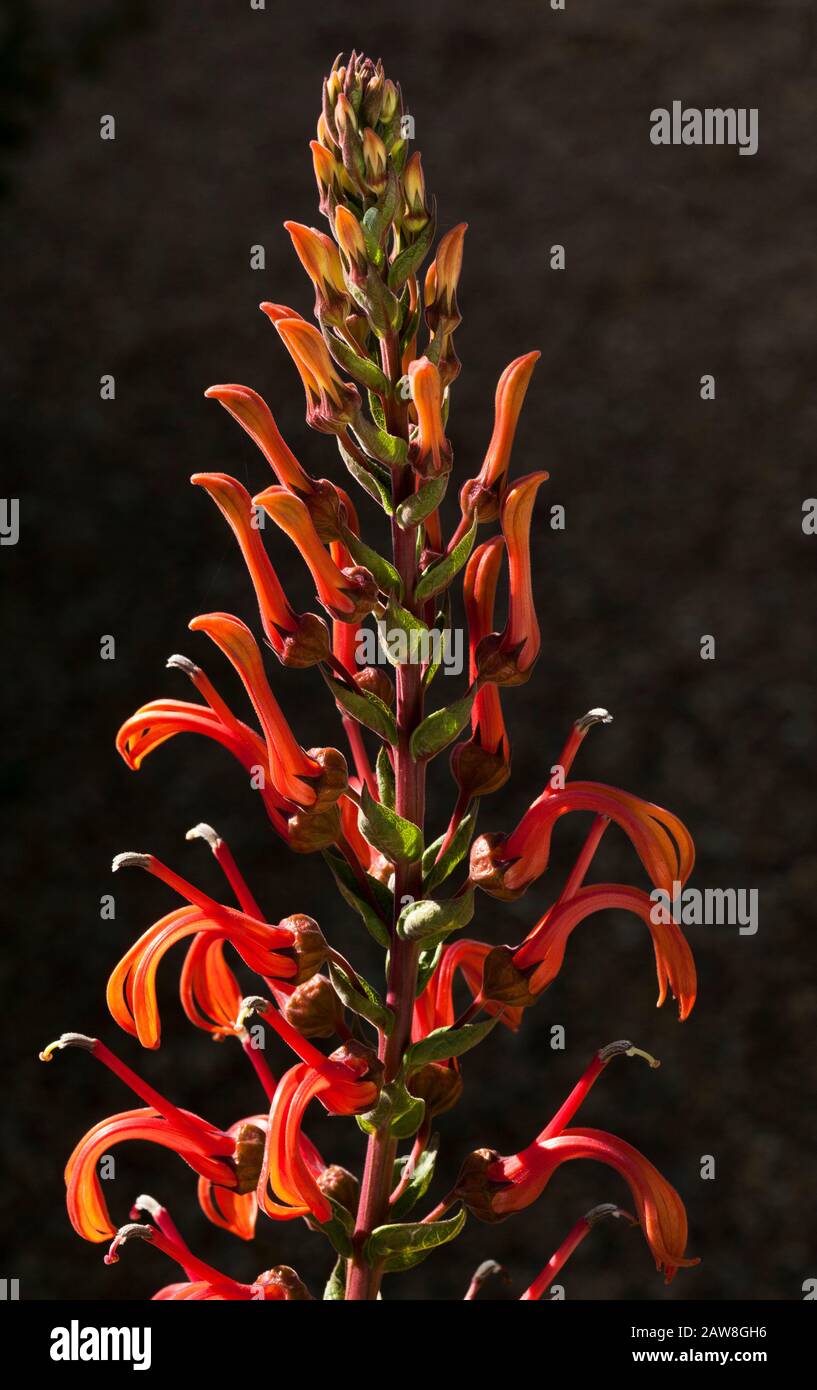 Flowering spike of an orange coloured plant Stock Photo