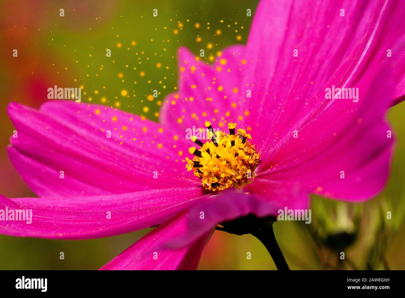 Pollen from a Pink Cosmos flower Stock Photo