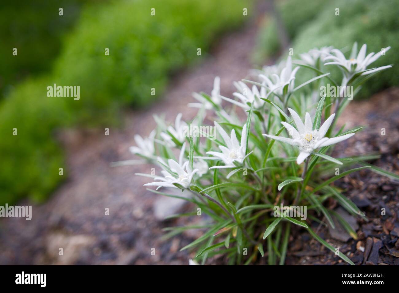 The Edelweiss (Leontopodium Nivale) is a mountain flower which can be found in the Alps while hiking Stock Photo