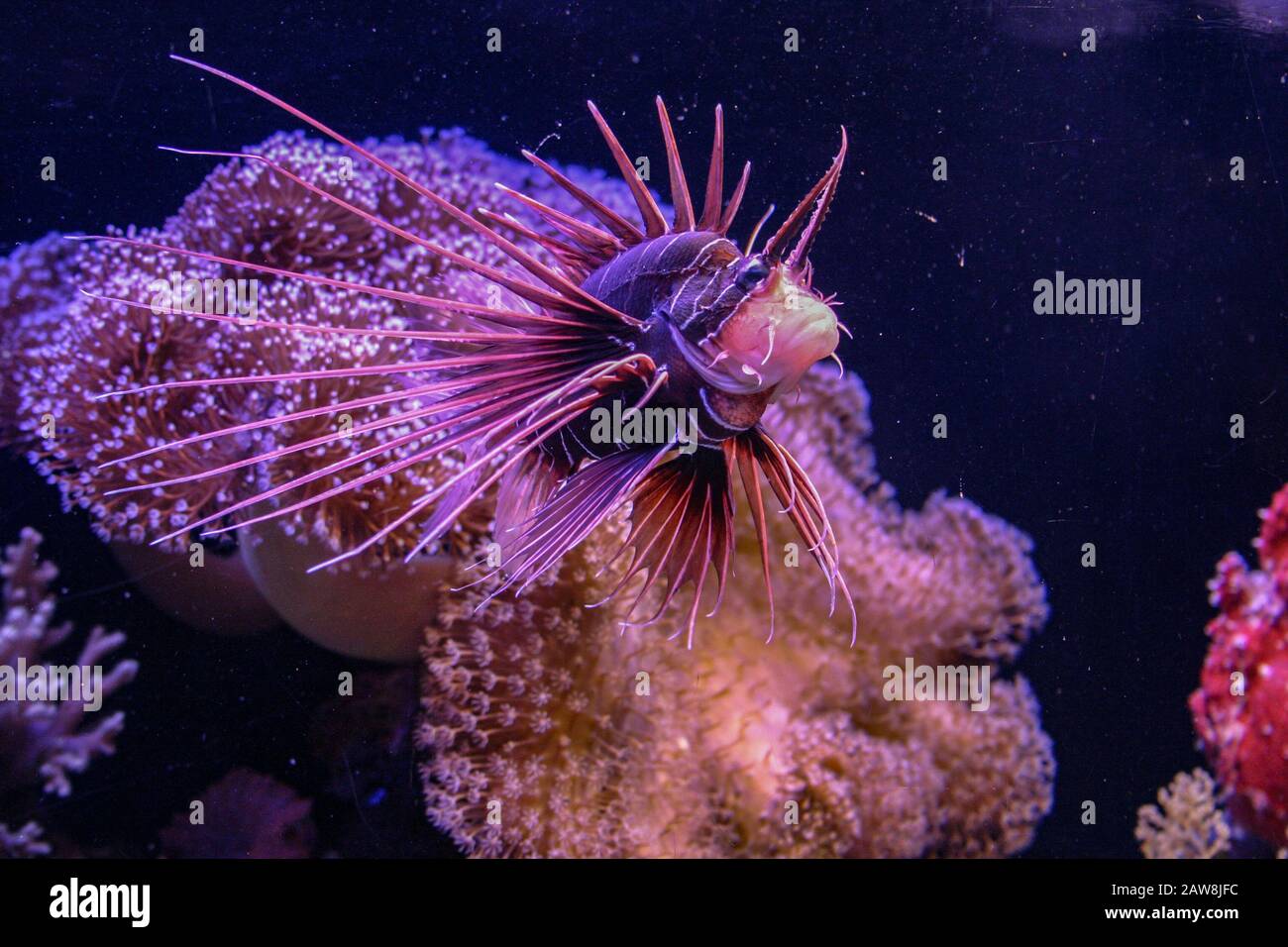 Underwater photograph of a Clearfin Lionfish (Pterois radiata) Photographed in the Red Sea, Eilat, Israel Stock Photo