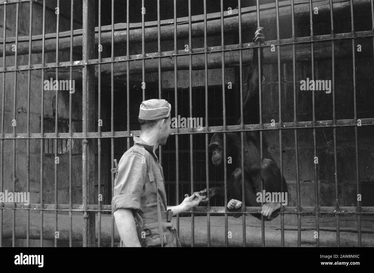 march to Fort van der Capellen and Fort de Kock (Anei Gorge)  [Dutch soldier with a chimpanzee in a zoo?] Date: December 29 1948 Location: Bukittinggi, Indonesia, Dutch East Indies, Sumatra Stock Photo