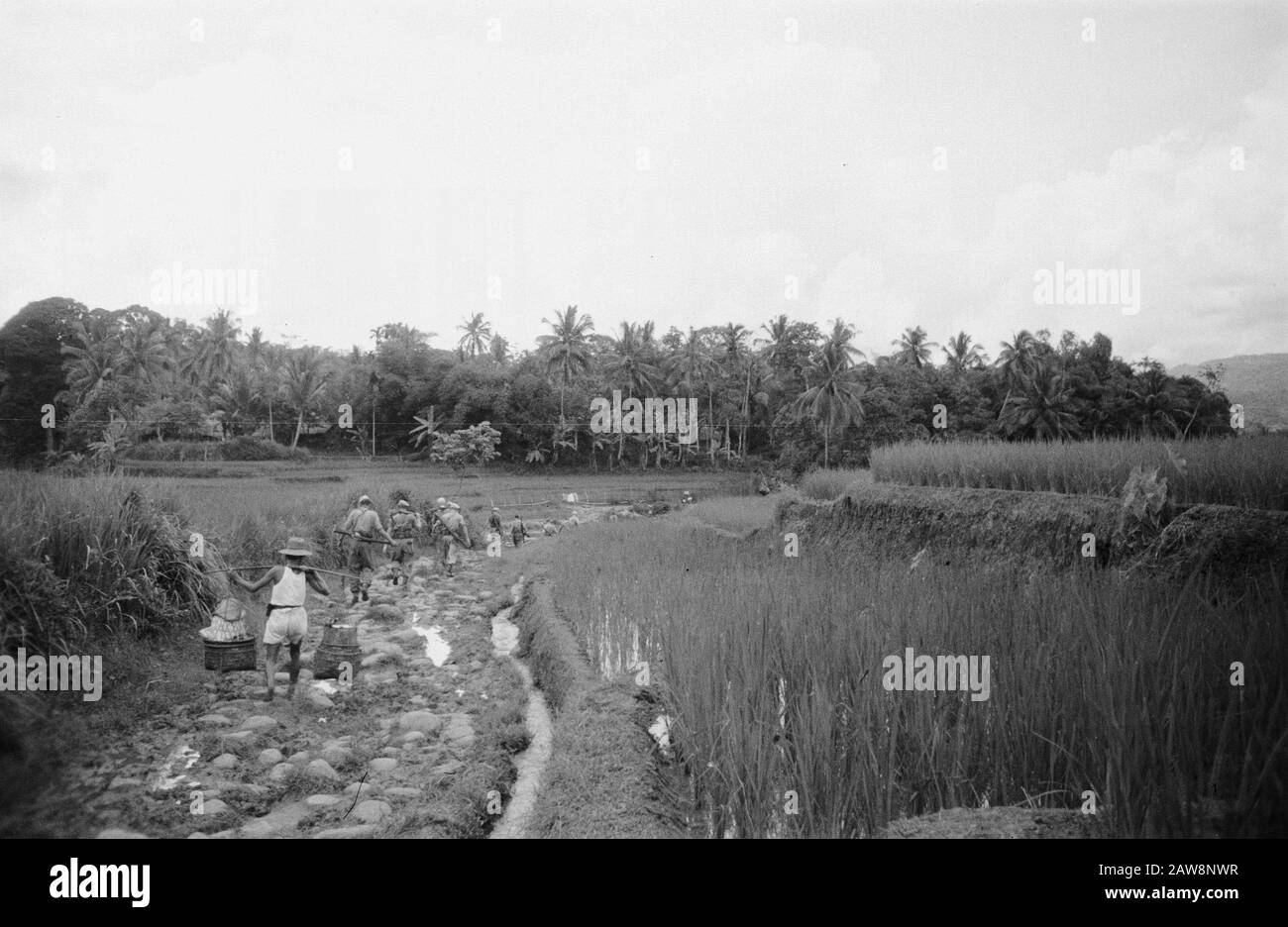 Syzygium near Buitenzorg  Patrol in the area of Syzygium near Buitenzorg. The path of the patrol carries them through landscapes with ripening paddy, promise of wealth Date: February 1, 1949 Location: Buitenzorg, Indonesia, Java, Dutch East Indies Stock Photo