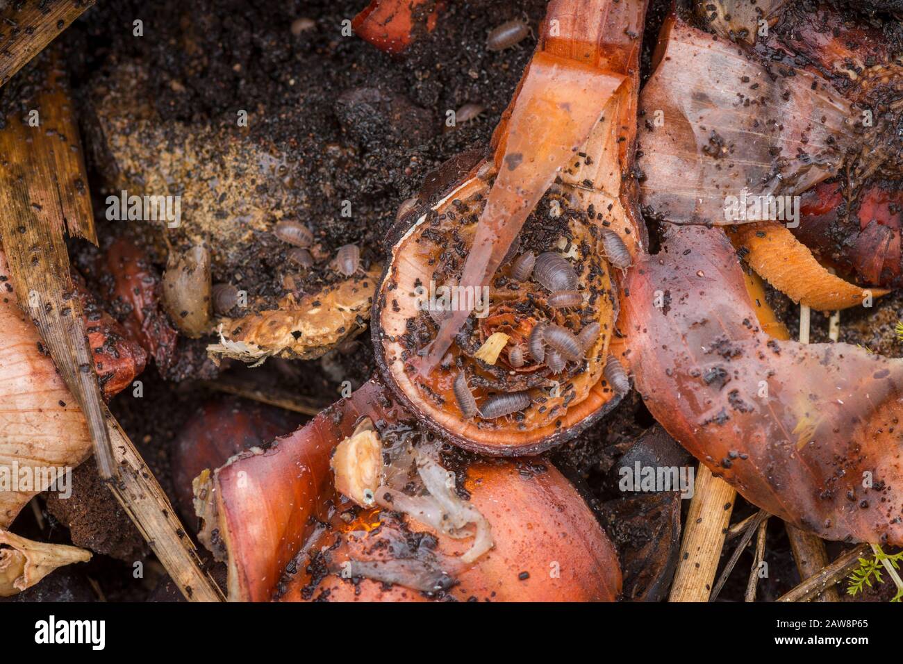 Woodlouse, exposed in a compost pile, with onion peels Stock Photo Alamy