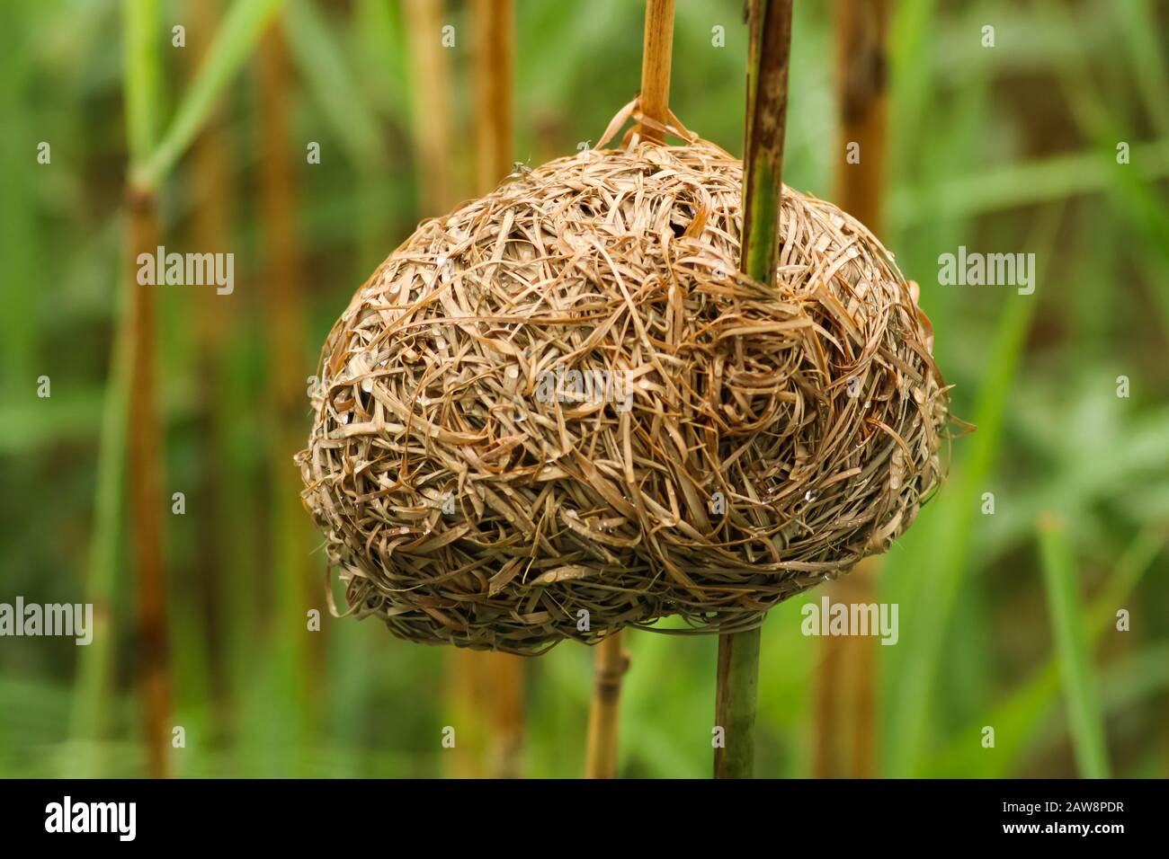 birds nest in between two bamboo sticks Stock Photo Alamy