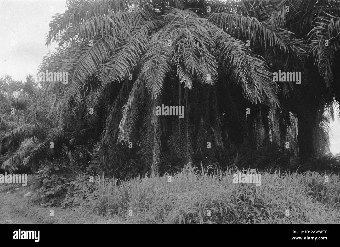 Date Palm Tree Black And White Stock Photos Images Alamy