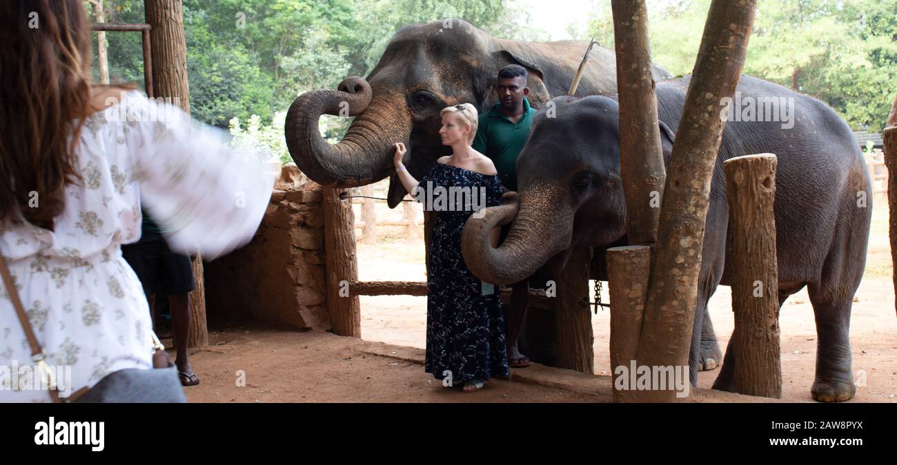 Pinnawala Elephant Orphanage is a nursery and captive breeding ground for wild Asian elephants and has the largest herd of captive elephants in the w Stock Photo