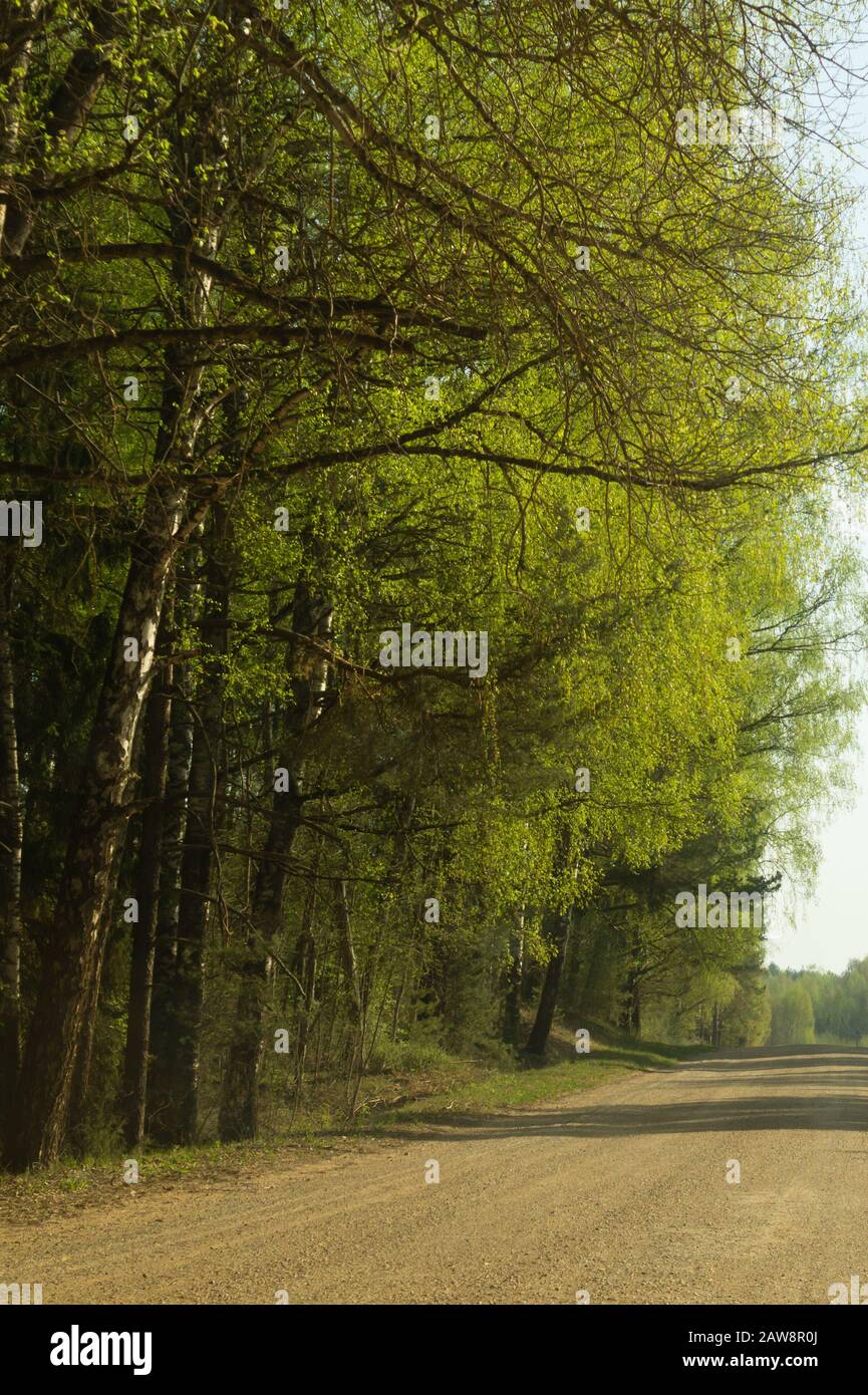 Forest road. way through the forest. country roadway Stock Photo