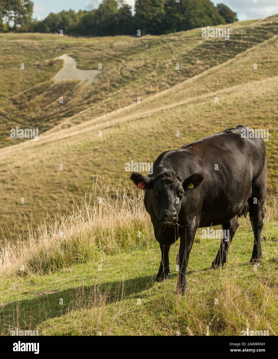 Farming on Cherhill Down with Cherhill White Horse and Lansdowne