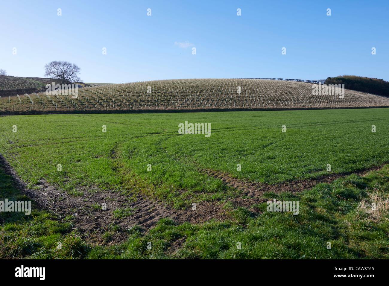 Newly Planted Trees with Plastic Protective Shields on the East Yorkshire Wolds, Northern