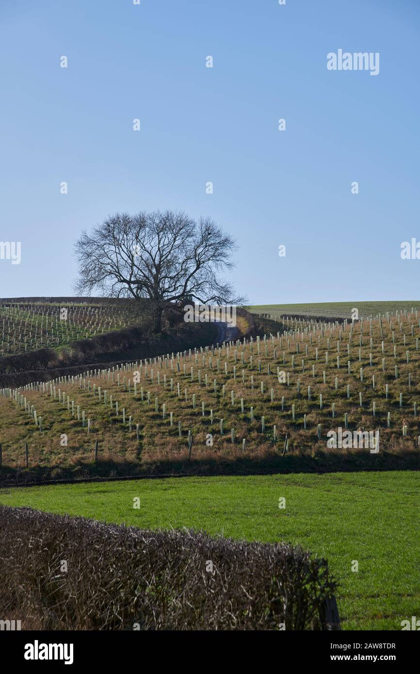 Newly Planted Trees with Plastic Protective Shields on the East Yorkshire Wolds, Northern
