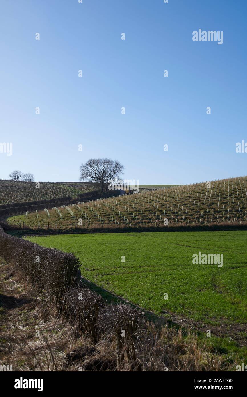 Newly Planted Trees with Plastic Protective Shields on the East Yorkshire Wolds, Northern