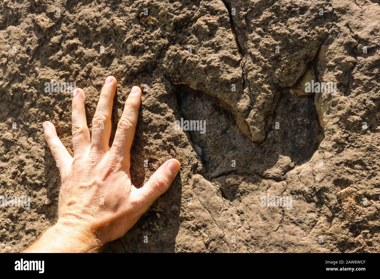 males hand next to a ancient dinosaur footprint Stock Photo