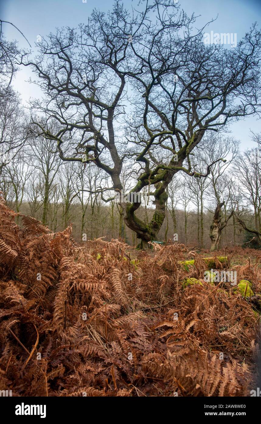 Savernake Forest, Wiltshire during winter Stock Photo - Alamy