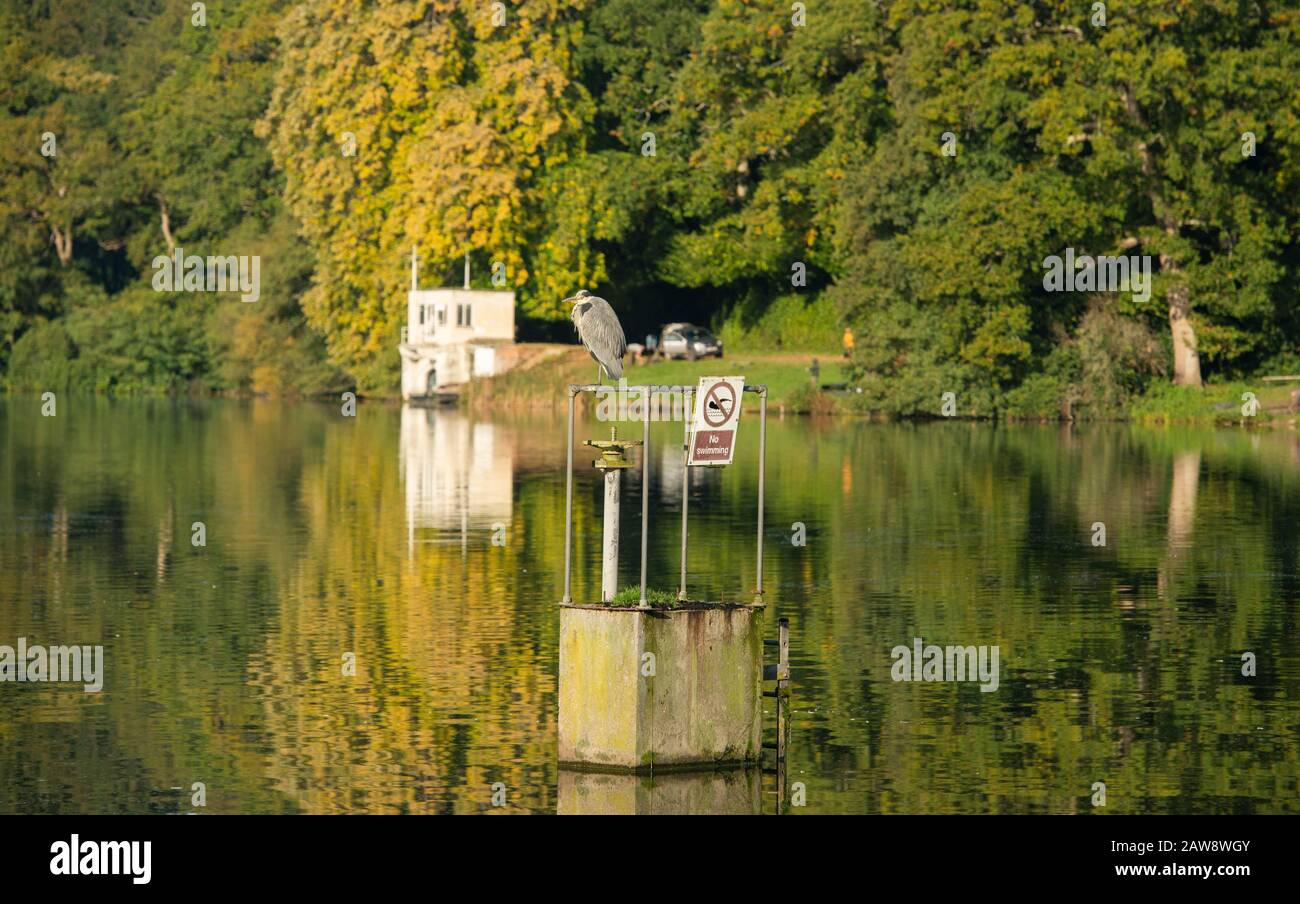 Autumn colours are starting to show at Shearwater lake, Warminster. Stock Photo
