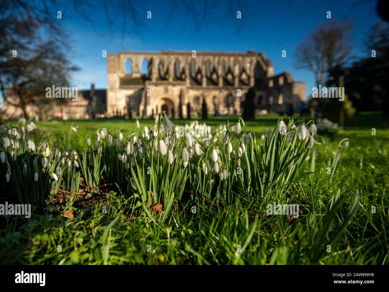 Signs of Spring at Malmesbury Abbey with snowdrops appearing Stock Photo