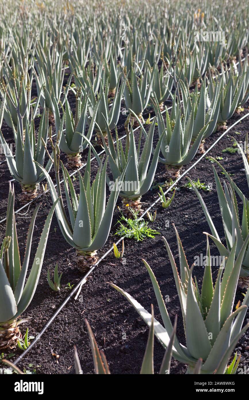 Fuerteventura aloe vera farm hi-res stock photography and images - Alamy