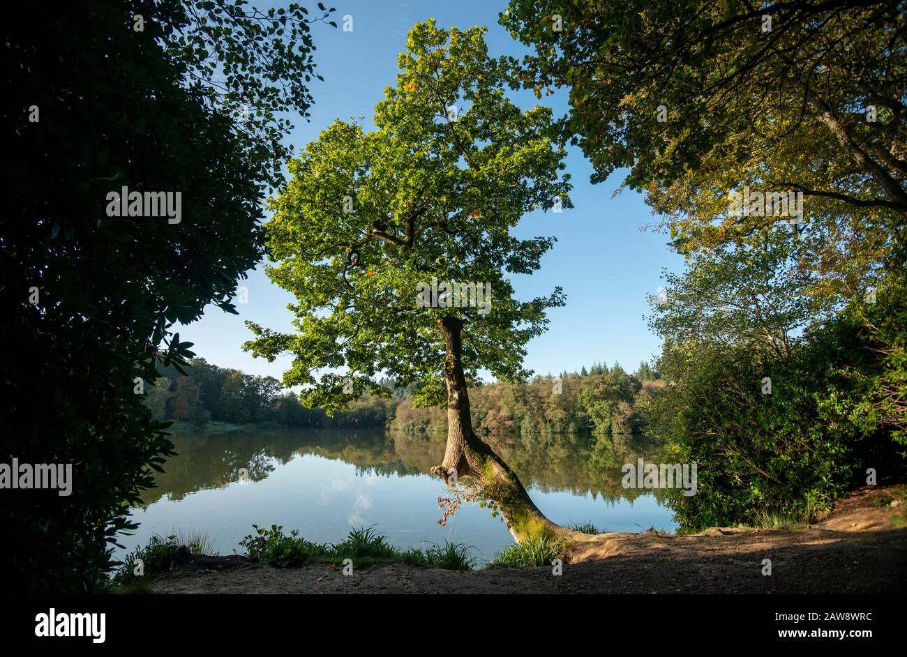 Autumn colours are starting to show at Shearwater lake, Warminster, Wiltshire Stock Photo