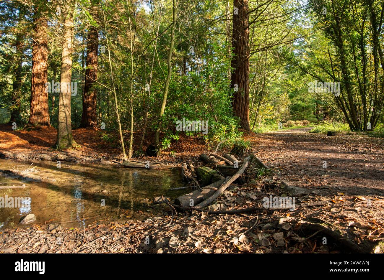 Autumn colours are starting to show at Shearwater lake, Warminster, Wiltshire Stock Photo