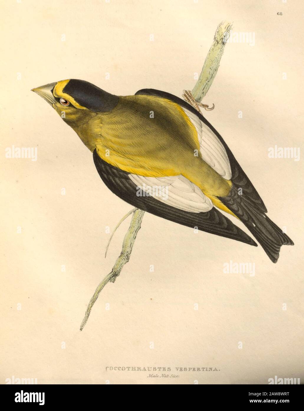 Male evening grosbeak (Coccothraustes vespertinus) color plate of North American birds from Fauna boreali-americana; or, The zoology of the northern p Stock Photo