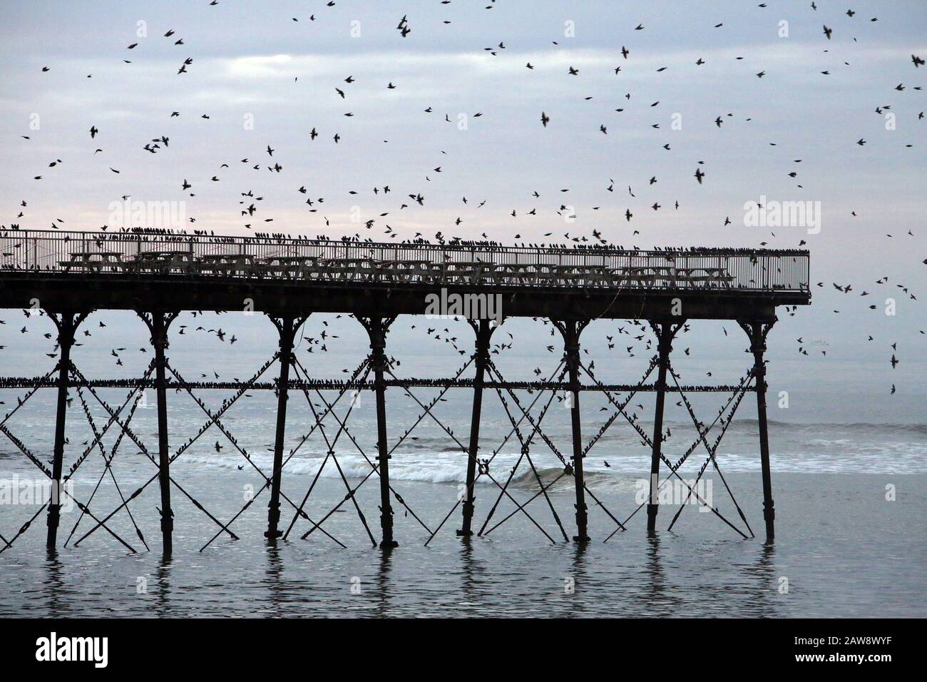 A murmuration of Starlings are pictured settling on Aberystwyth pier at dusk in the town of Aberystwyth, Wales Stock Photo
